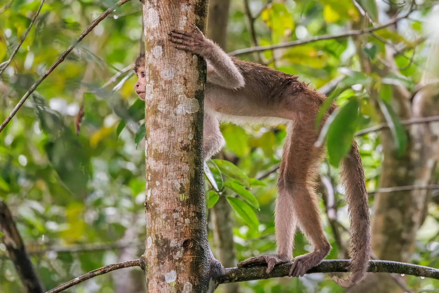 Mono capuchino de frente blanca sobre una rama en la selva del Río Napo, Amazonía ecuatoriana