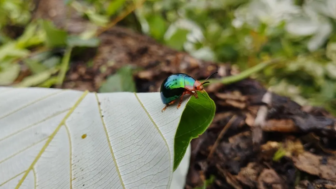 Escarabajo de élitros iridiscentes sobre una hoja del sotobosque