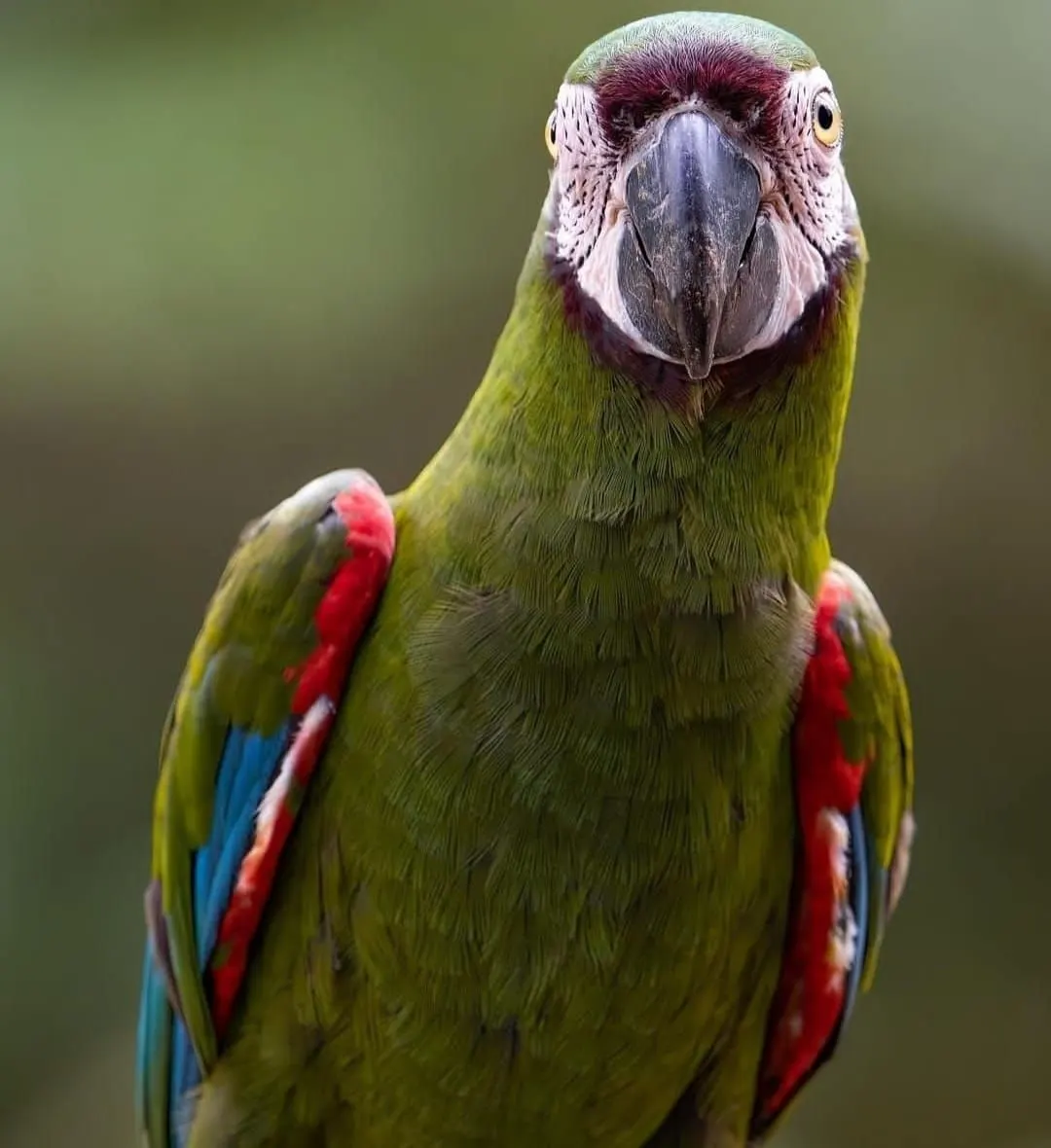 Guacamayo de plumaje verde y hombros rojos posado en la selva del Yasuní
