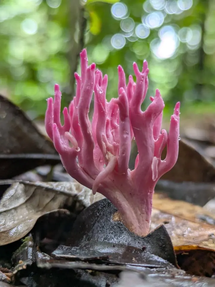 Hongo coral de color rosado creciendo sobre la hojarasca del suelo amazónico
