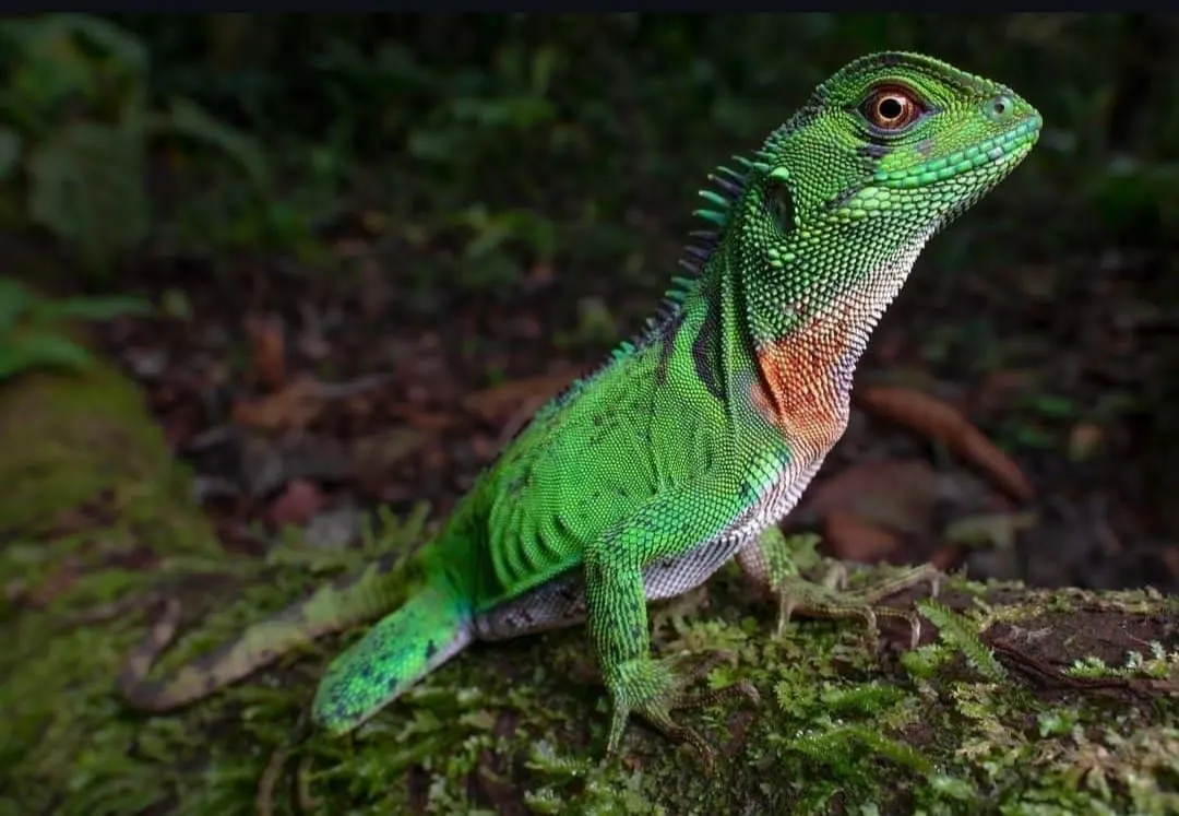 Lagartija verde de cresta dorsal sobre la hojarasca del sotobosque amazónico