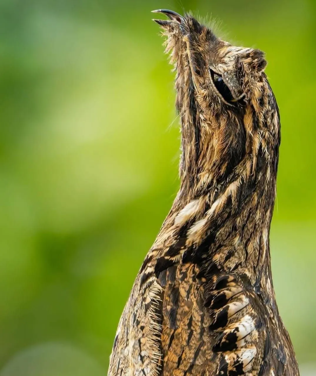 Nictibio camuflado sobre un tronco seco, inmóvil, en el bosque amazónico