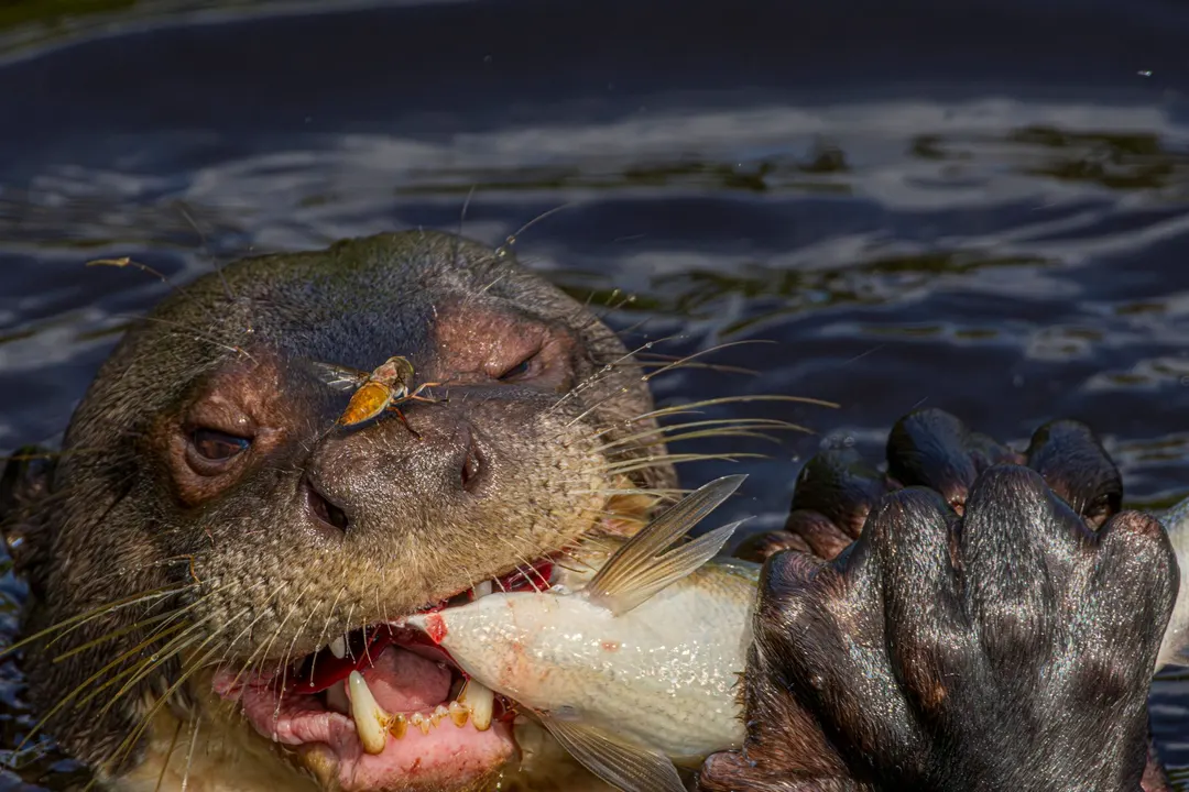 Nutria gigante de río asomando sobre la superficie de un afluente amazónico