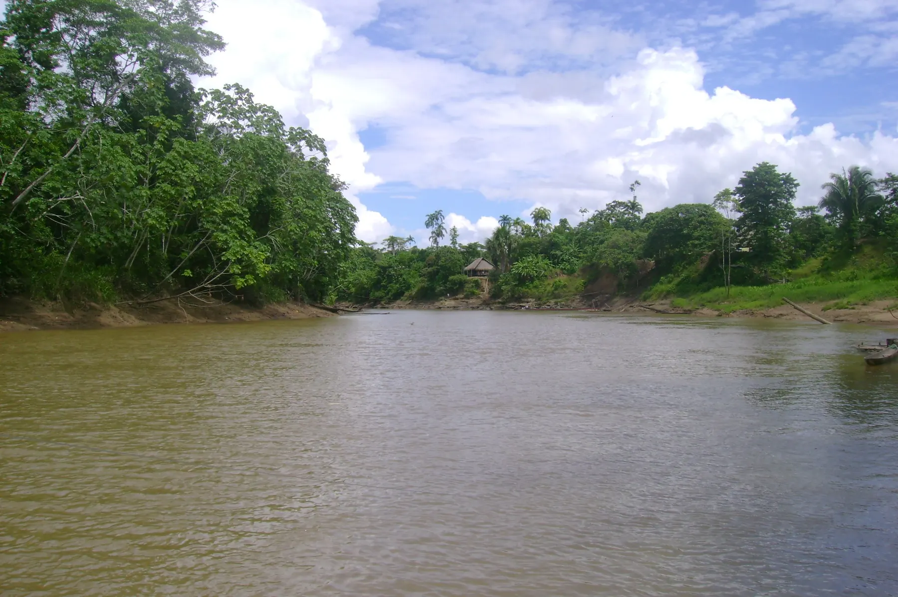 Ribera selvática sobre la Comuna Llanchama en el Río Tiputini