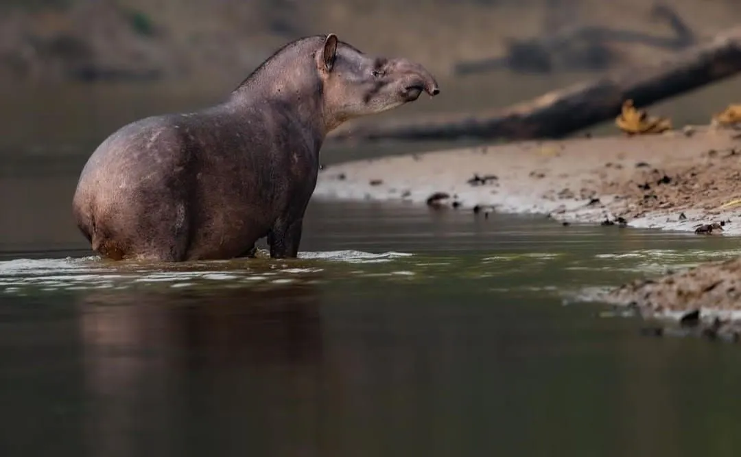 Tapir amazónico en la orilla de un afluente del Parque Nacional Yasuní