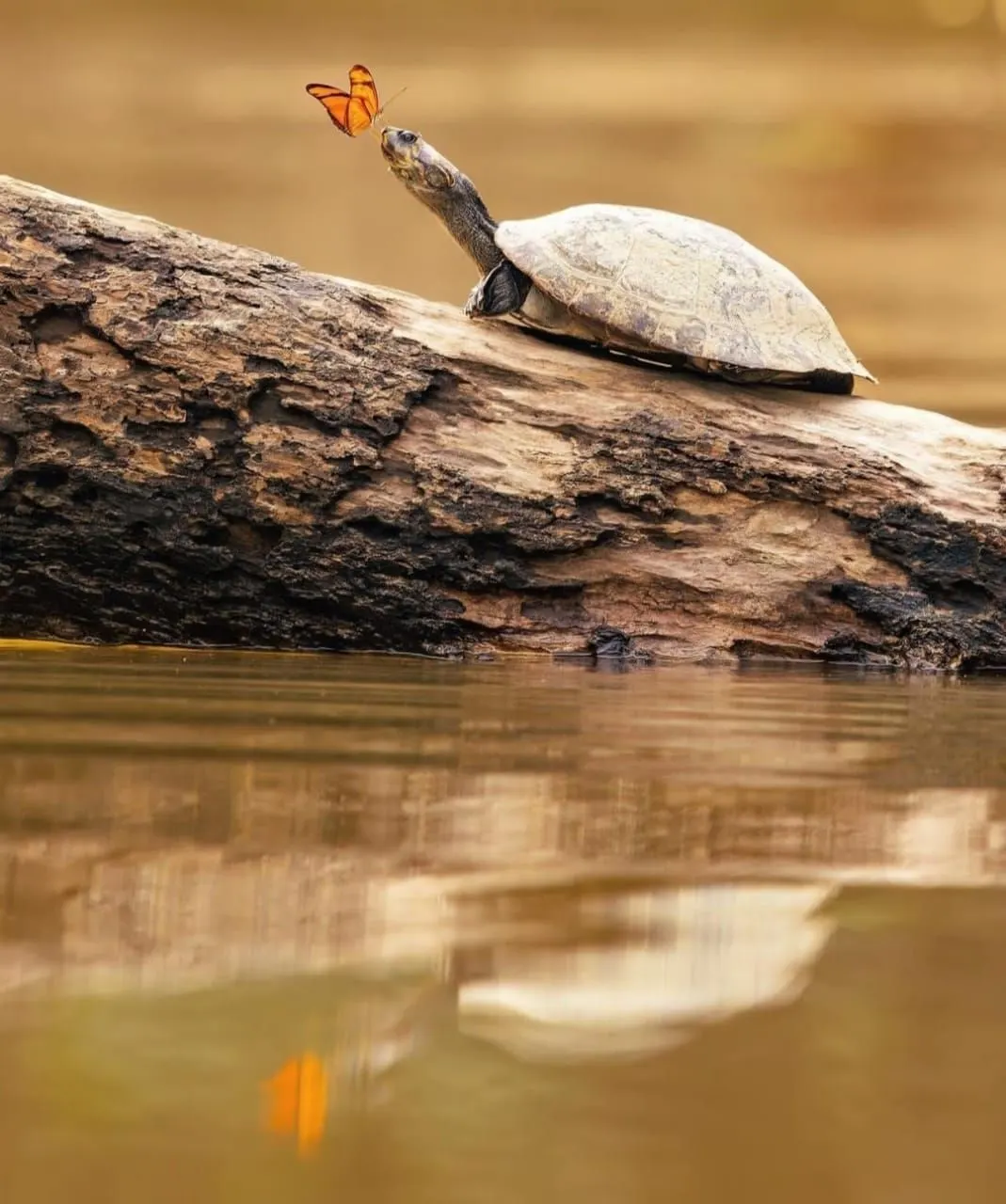 Tortuga de río sobre un tronco mientras una mariposa se posa sobre su cabeza