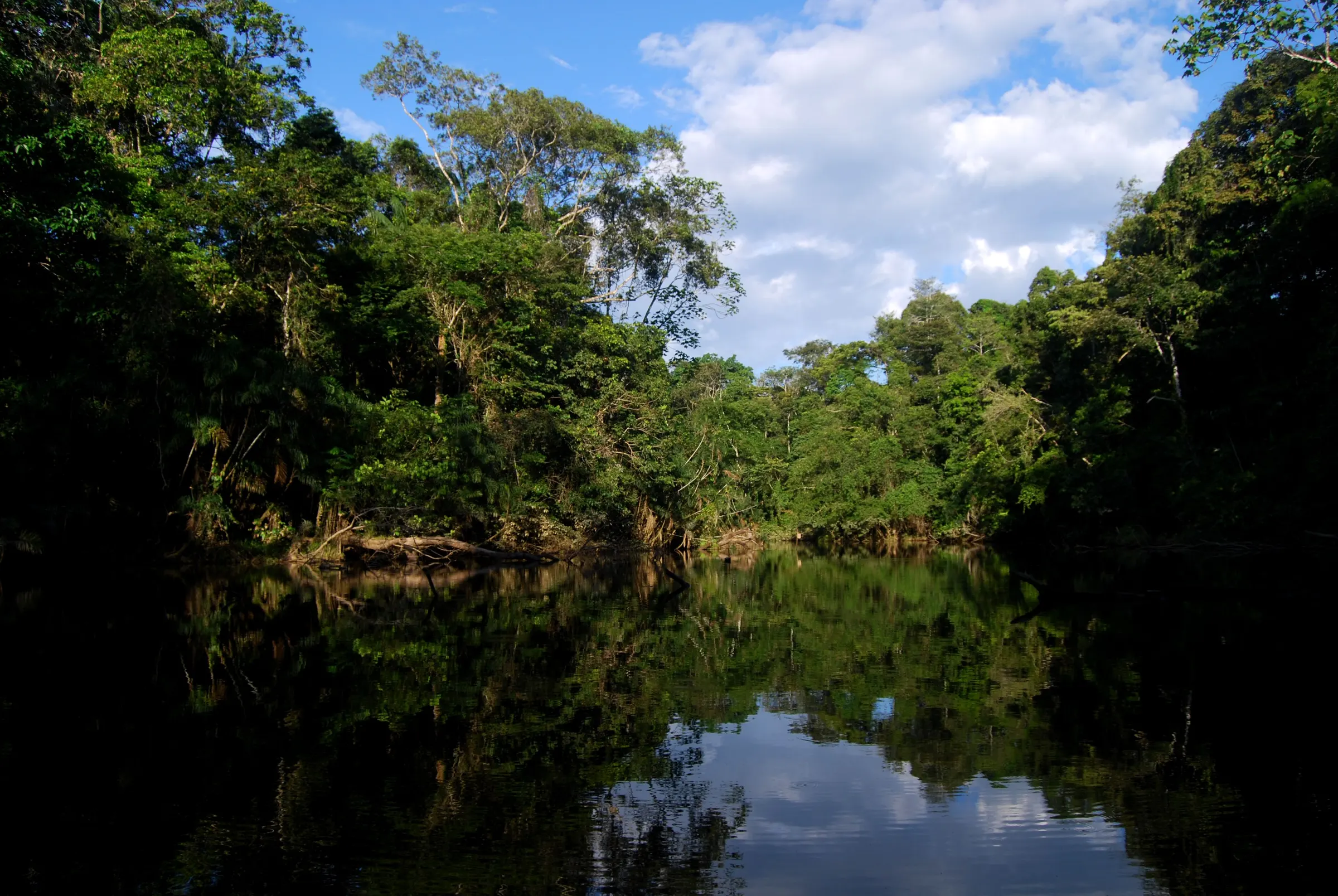 Laguna de meandro abandonado reflejando la selva del Parque Nacional Yasuní al amanecer