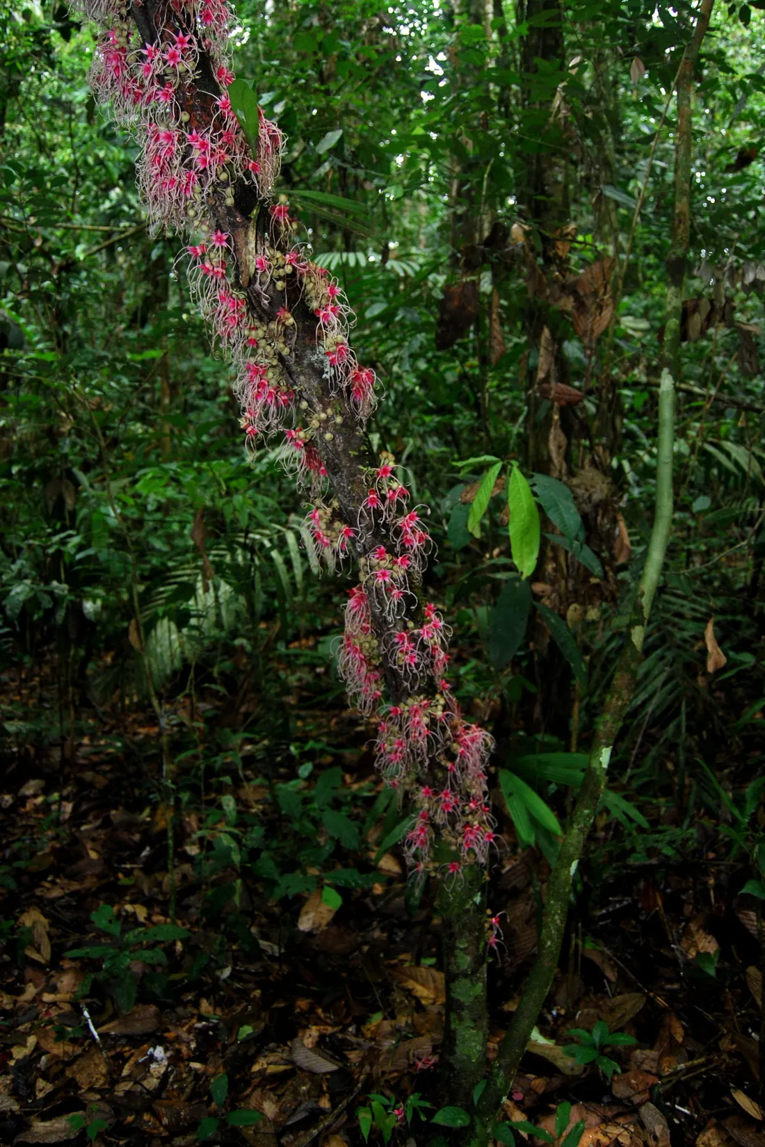 Árbol en floración emergiendo del dosel de la selva del Yasuní