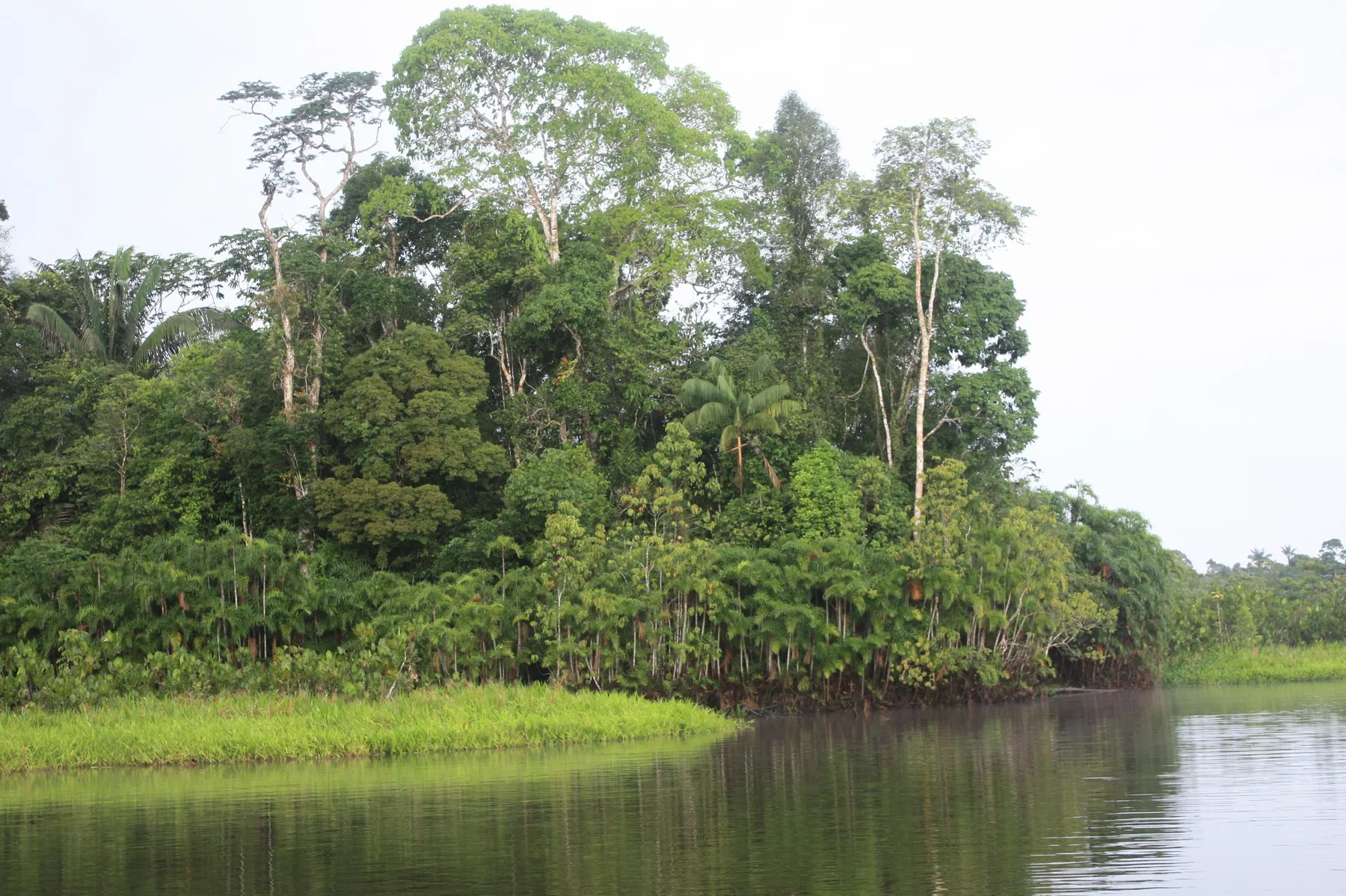 Dosel continuo de la selva amazónica ecuatoriana visto sobre el curso de un río