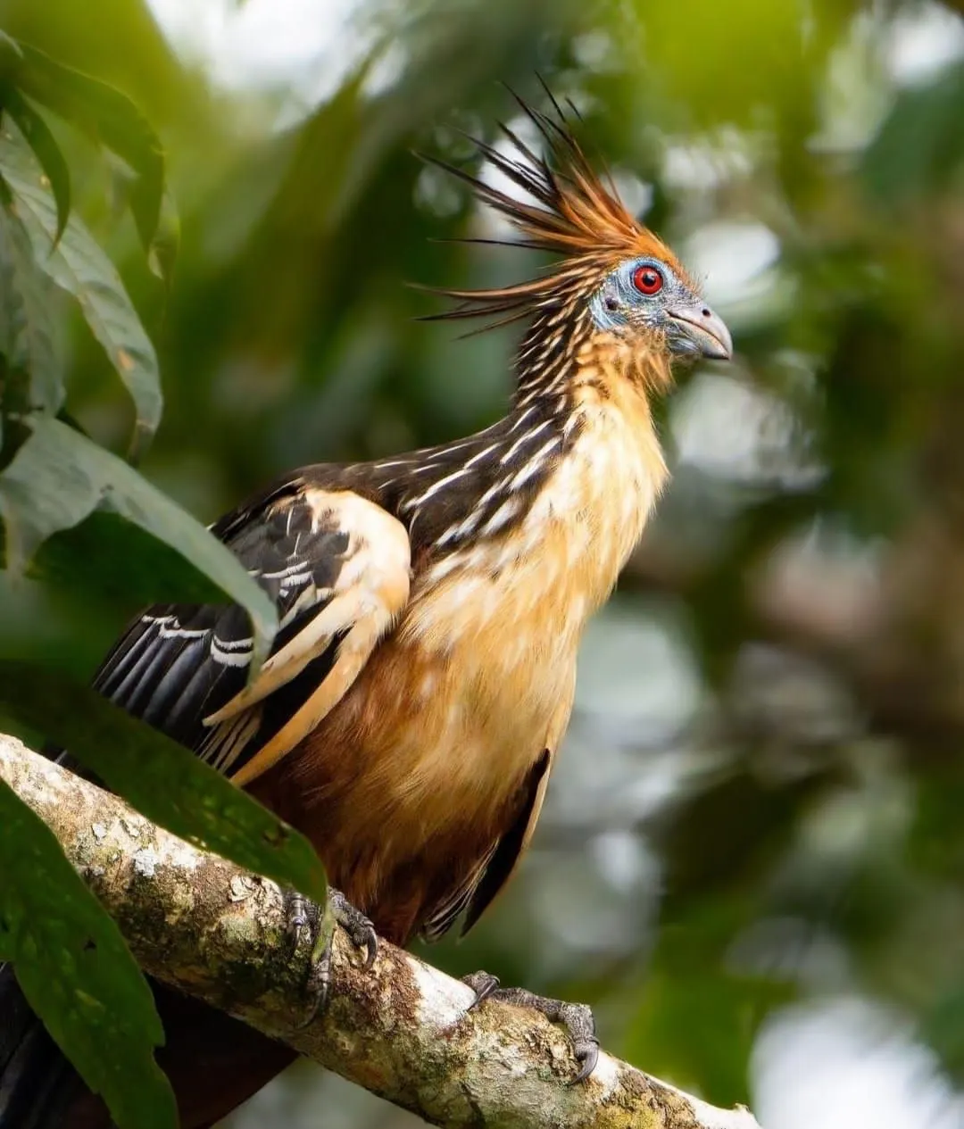 Hoatzin posado sobre una rama de la vegetación ribereña de la Amazonía ecuatoriana