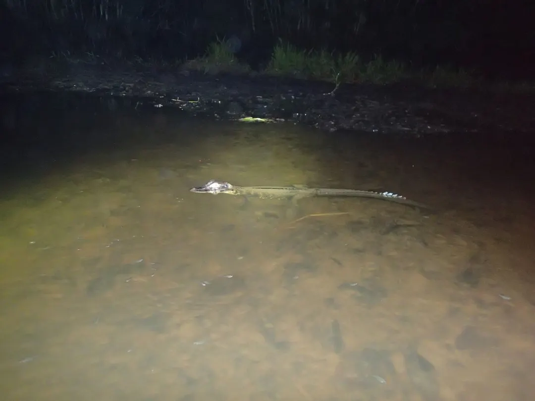 Caimán negro emergiendo en una laguna del Parque Nacional Yasuní
