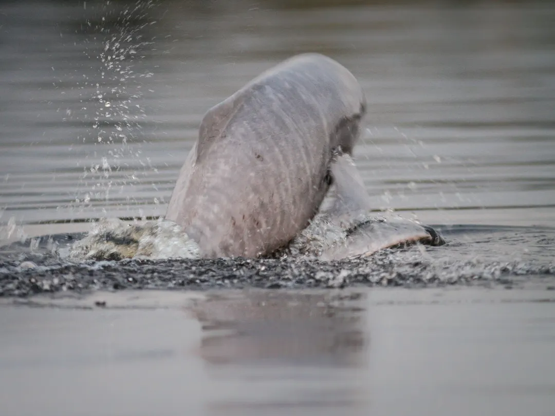 Delfín rosado de río emergiendo en las aguas de un afluente amazónico ecuatoriano