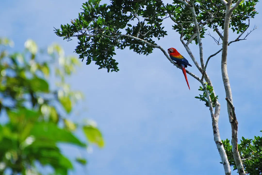 Guacamayo escarlata en vuelo sobre la selva amazónica ecuatoriana