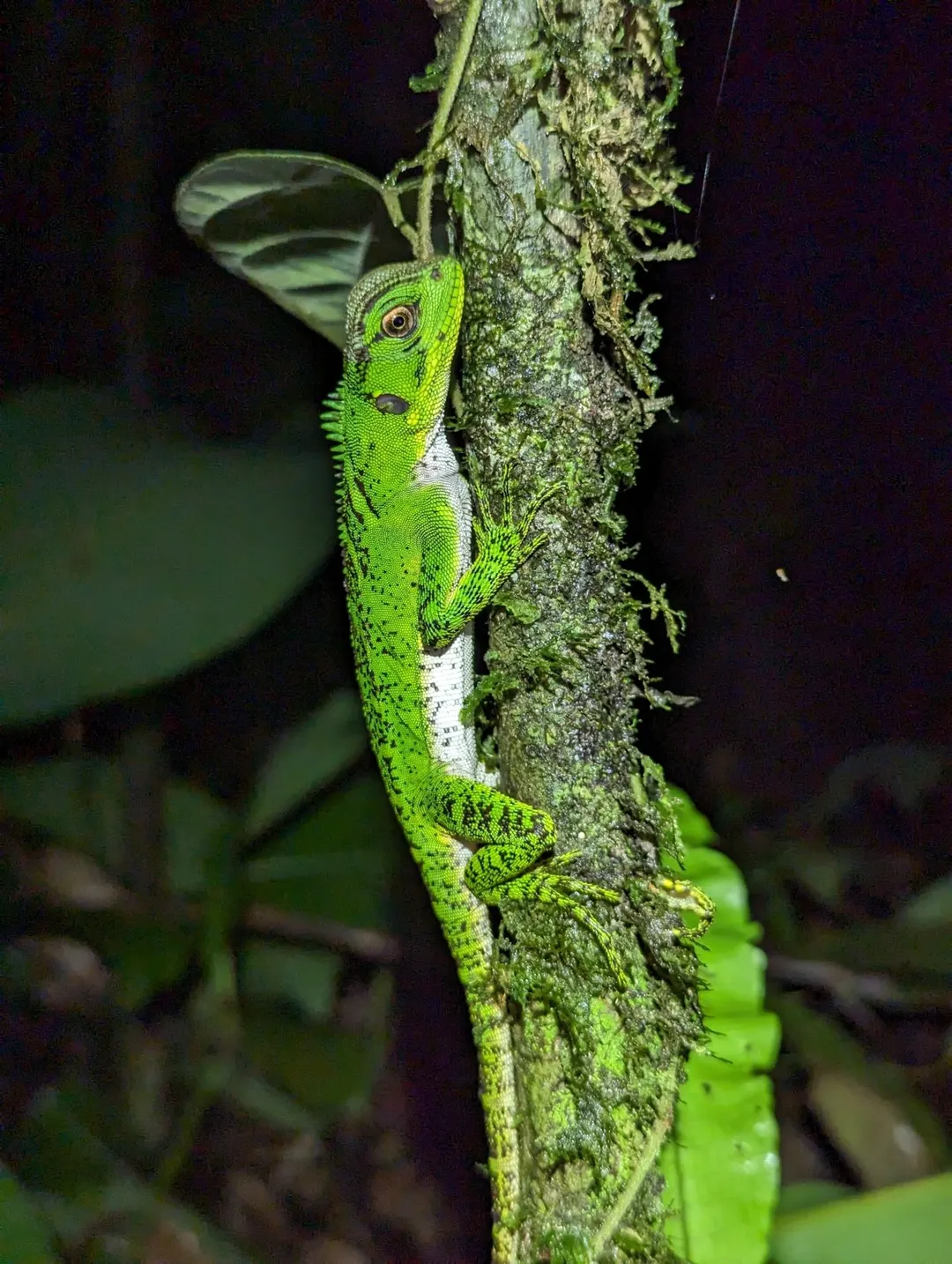 Lagartija de cabeza ancha sobre un tronco en el Parque Nacional Yasuní