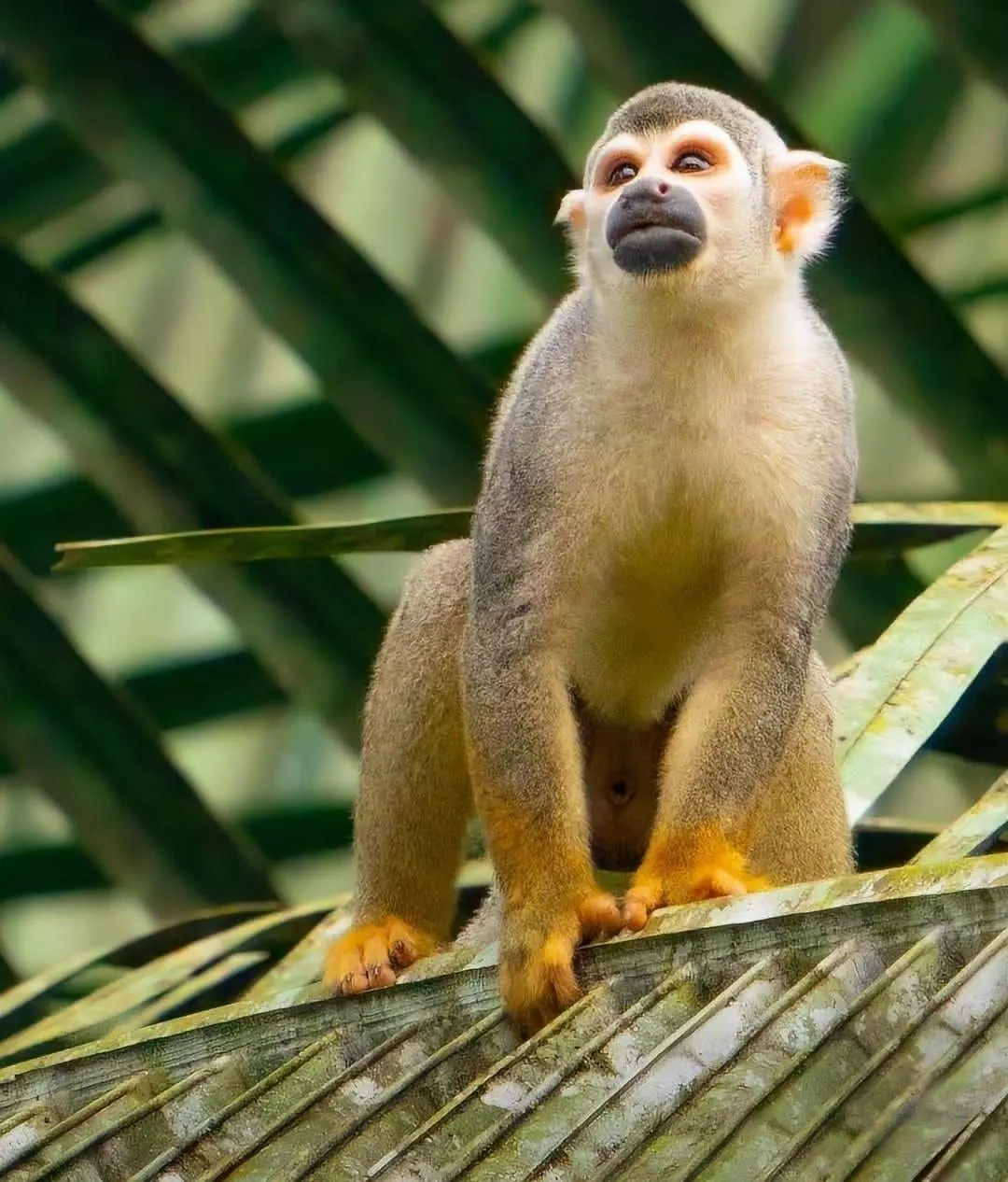 Mono ardilla sobre la hoja de una palma en la selva del Parque Nacional Yasuní