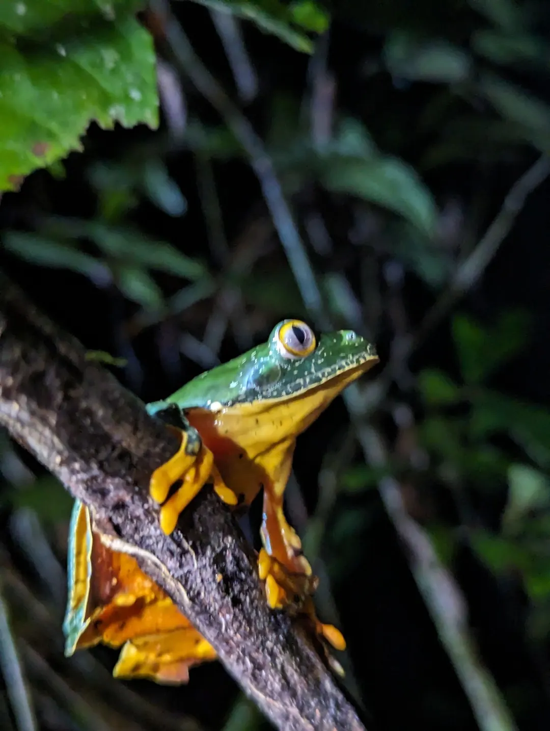 Rana mono de flecos sobre una hoja en la provincia de Orellana, Amazonía ecuatoriana