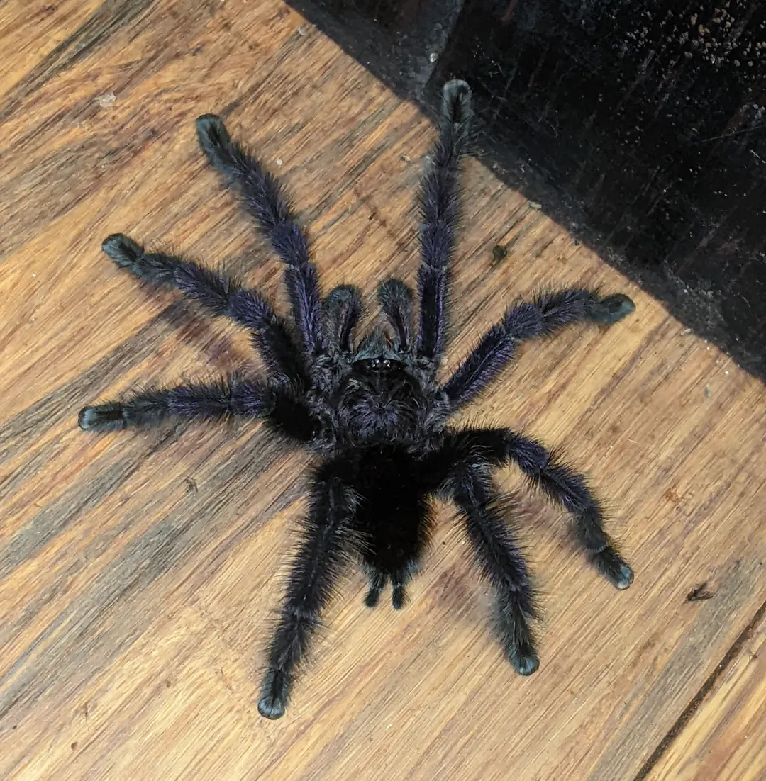 Tarántula de patas rosadas púrpura sobre la corteza de un árbol amazónico