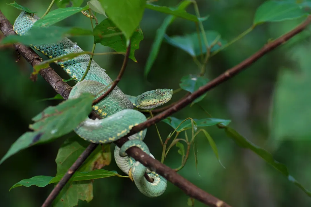 Víbora loro verde enroscada sobre una rama en el Parque Nacional Yasuní